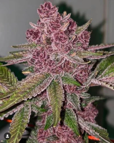 Queen of the South van Relentless Genetics