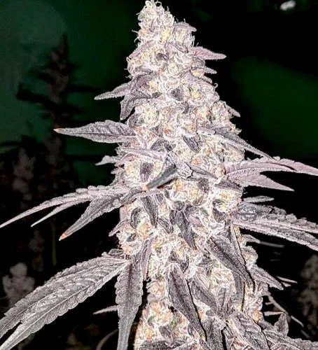 Flo Dough van Relentless Genetics