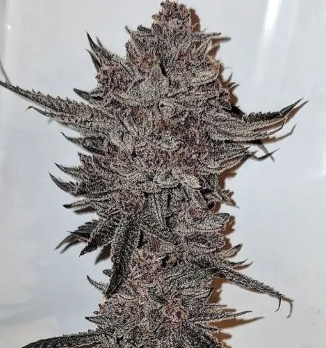 Divine Queen van Relentless Genetics