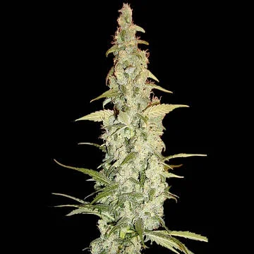 Cole Train van Reserva Privada