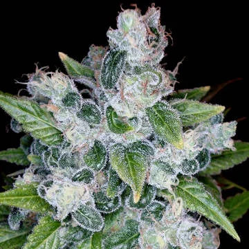 Kandy Kush van Reserva Privada