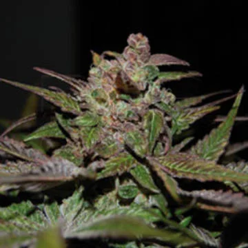 Purple Wreck van Reserva Privada