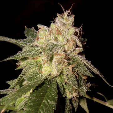 OG Kush van Reserva Privada