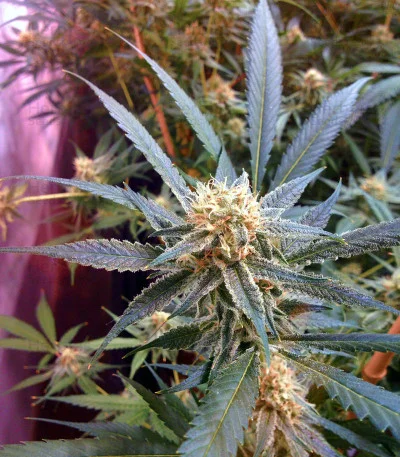 Strawberry Banana van Reserva Privada