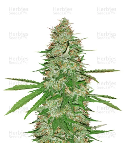 Strawberry Banana van Reserva Privada