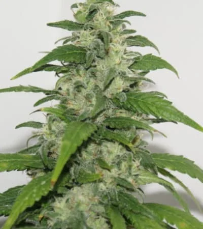 Yummy van Resin seeds
