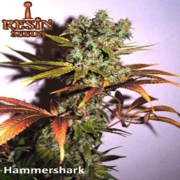 Hammer Shark van Resin seeds