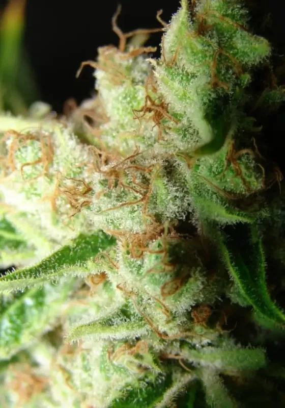 L.A. Ultra van Resin seeds