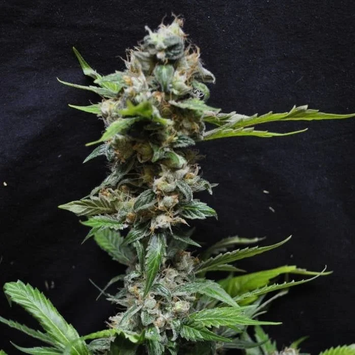 Yummy van Resin seeds