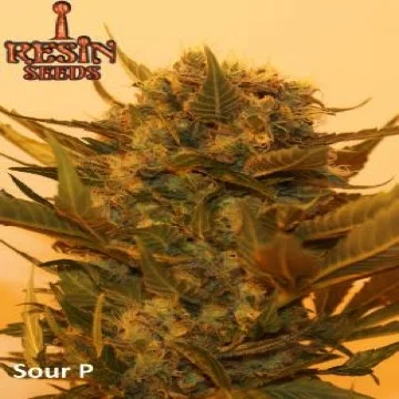 Sour P van Resin seeds
