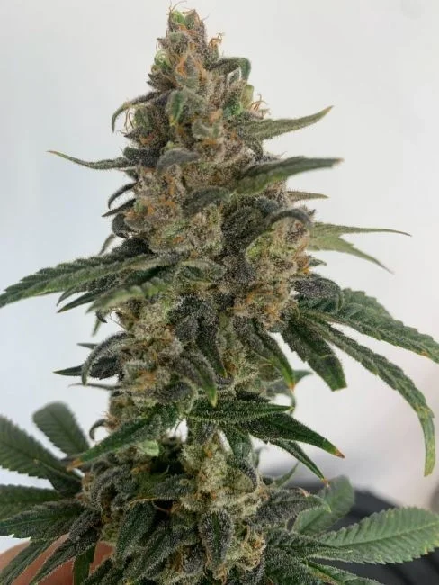 Medtonic CBD van Resin seeds