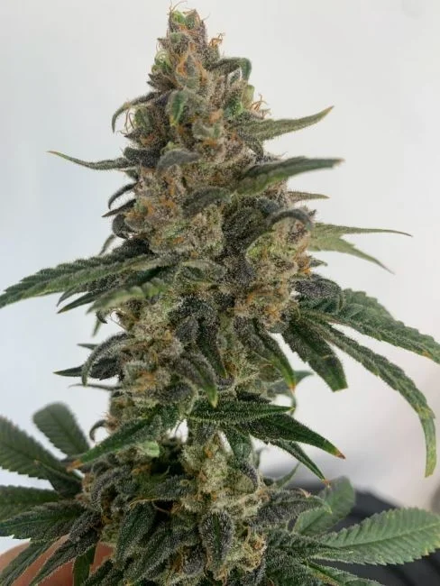 Medtonic CBD van Resin seeds