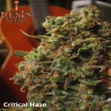 Critical Haze van Resin seeds