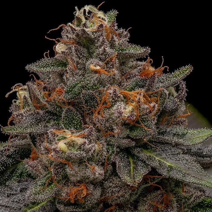 Korenji van Ripper Seeds