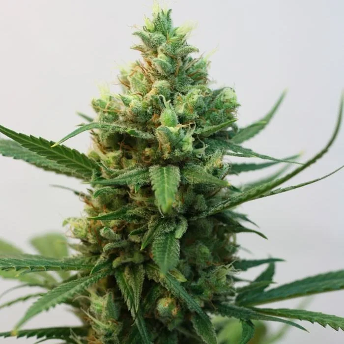 Toxic van Ripper Seeds