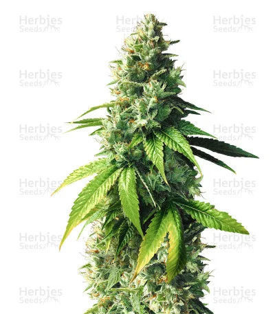 Fuel OG van Ripper Seeds