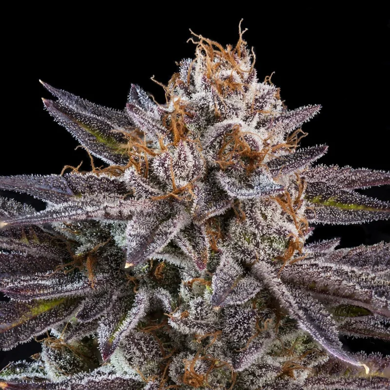 OMG van Ripper Seeds