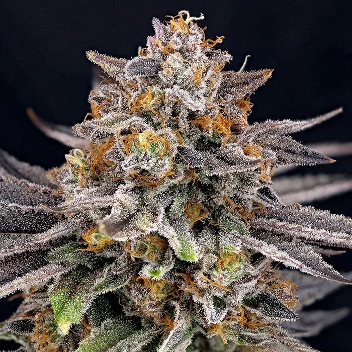 CandyGaz van Ripper Seeds