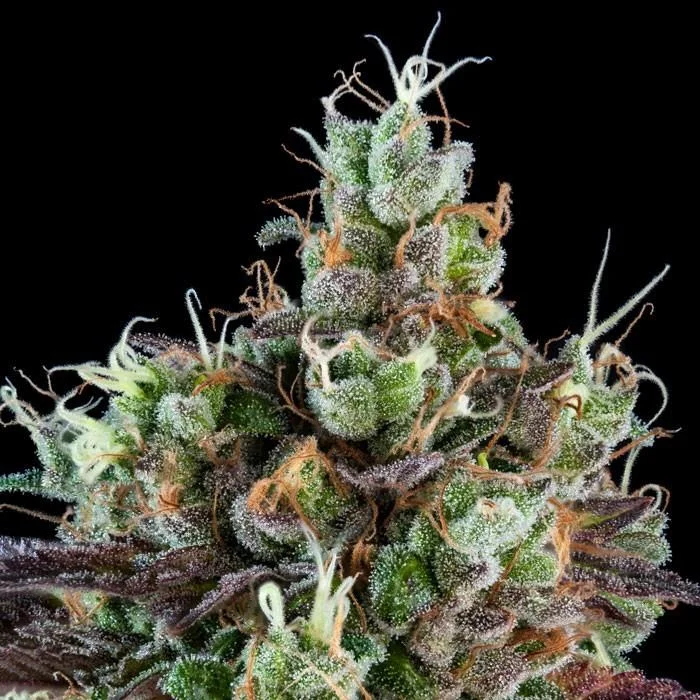 Sour Ripper van Ripper Seeds