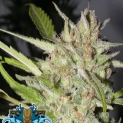 Hawaiian Wave van Ripper Seeds