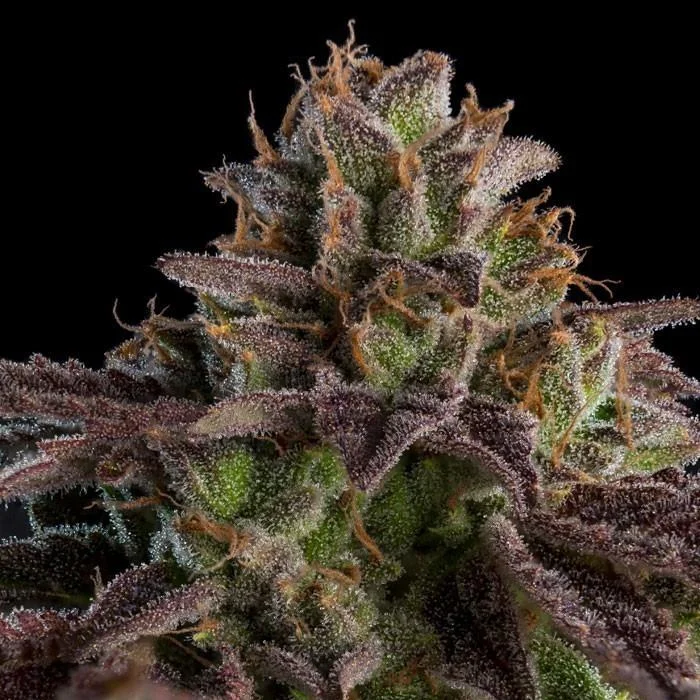 KMINTZ van Ripper Seeds