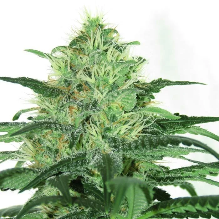 Sideral van Ripper Seeds