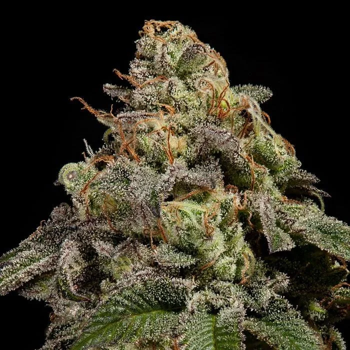 OMG van Ripper Seeds
