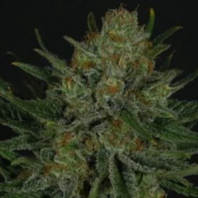 Double Glock van Ripper Seeds