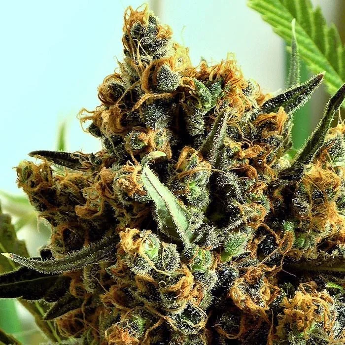 CRIMINAL+ van Ripper Seeds