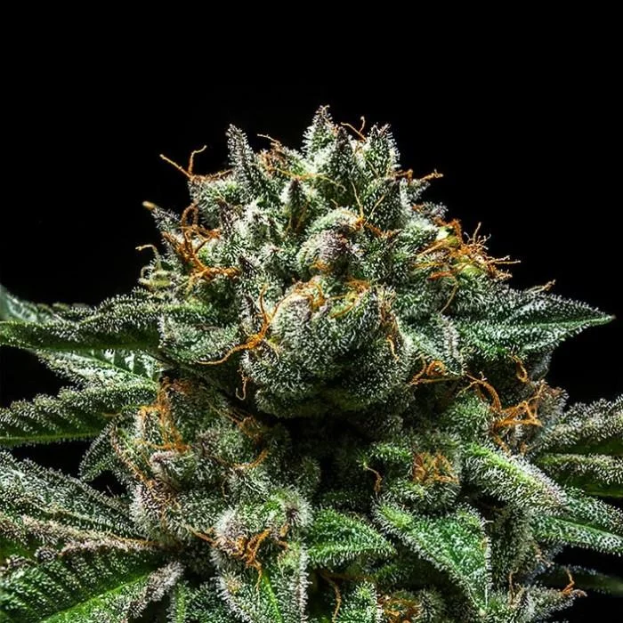 ChemPie van Ripper Seeds