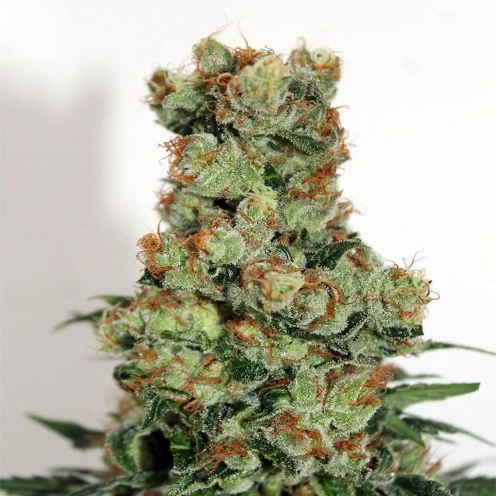 Ripper Badazz van Ripper Seeds
