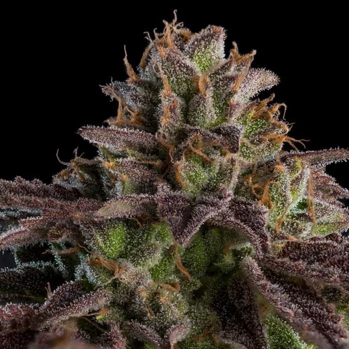 Kmintz van Ripper Seeds