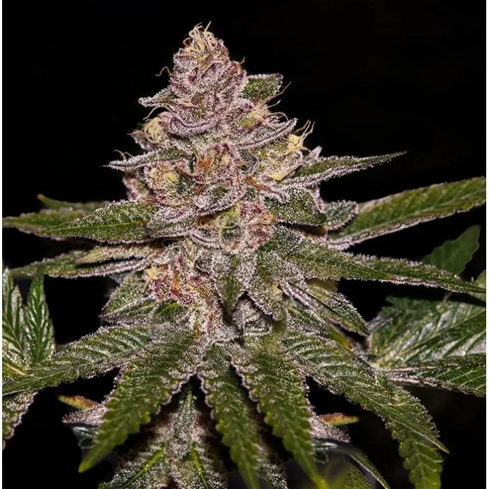 Radical Juice van Ripper Seeds