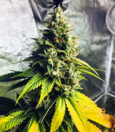 Fuel OG van Ripper Seeds