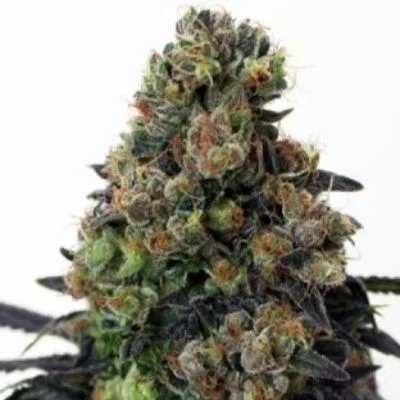 Acid Dough van Ripper Seeds