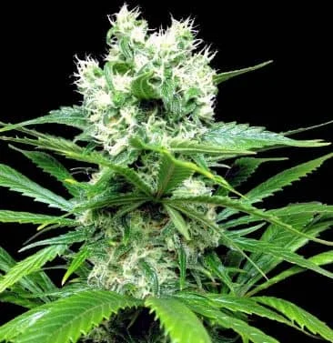 Lemon Ice 2.0 van Ripper Seeds