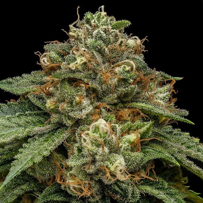 Kroma van Ripper Seeds