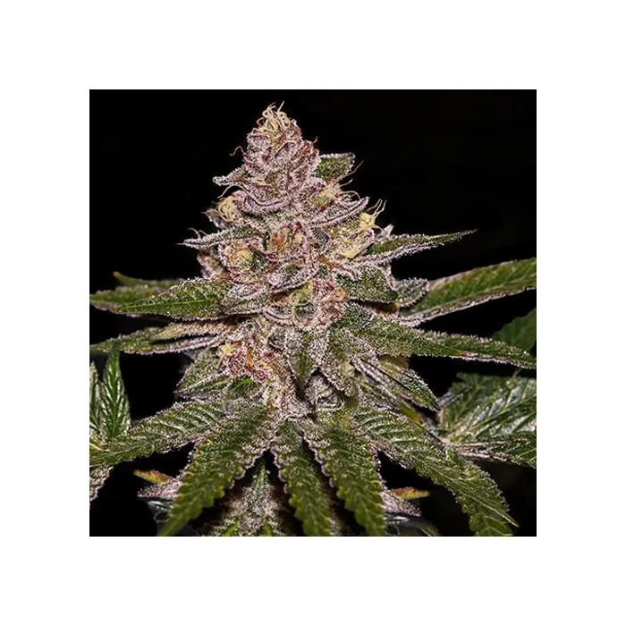 RADICAL JUICE van Ripper Seeds