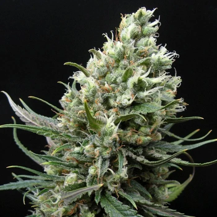 Ripper Haze van Ripper Seeds