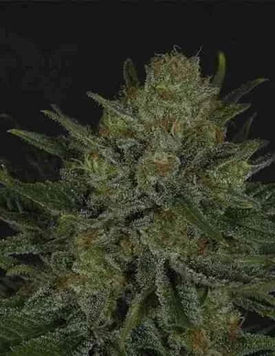 Double Glock van Ripper Seeds