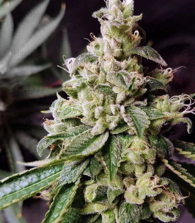 Ripper Badazz van Ripper Seeds