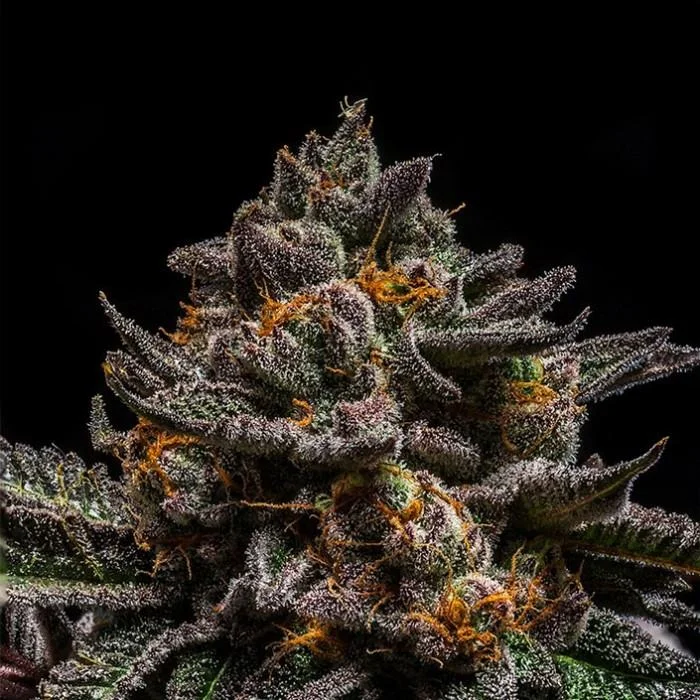 Brain Cake van Ripper Seeds