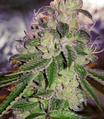 Ripper Badazz van Ripper Seeds