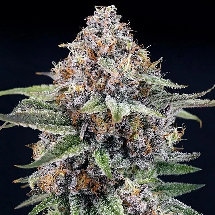 EyeBallz van Ripper Seeds
