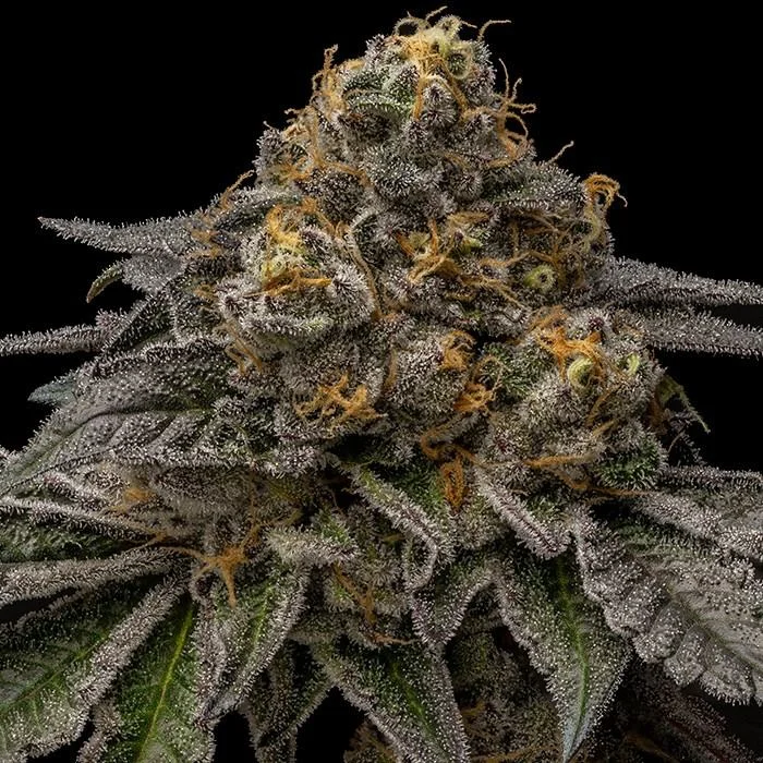 Break Pad Breath van Ripper Seeds