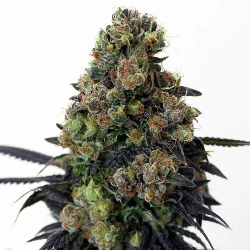 Acid Dough van Ripper Seeds
