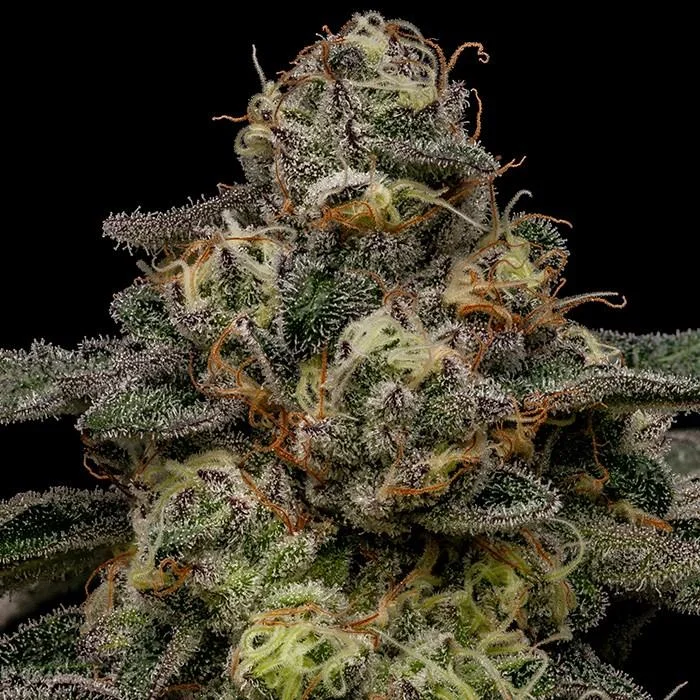 Zombie Bride van Ripper Seeds