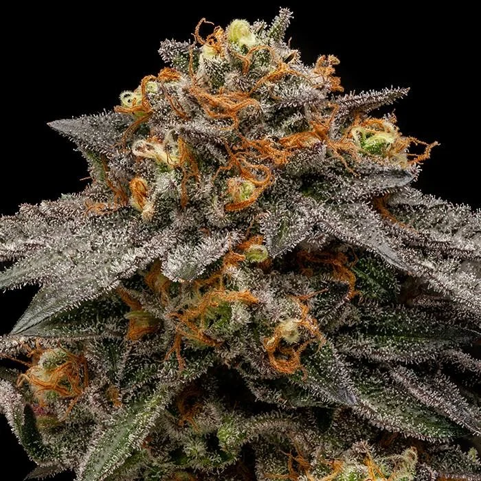 Shimo van Ripper Seeds