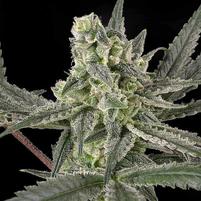Old School van Ripper Seeds