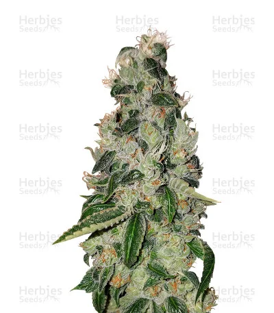 Ripper Badazz van Ripper Seeds